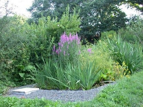 Filtre planté Nature'OPure — un jardin à la place de votre fosse