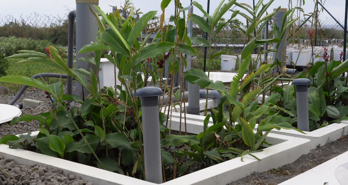 Filtre planté Nature'OPure